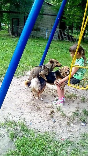 The weather is good, the mood is summer ... - Dog, Strawberry, Children, Swing