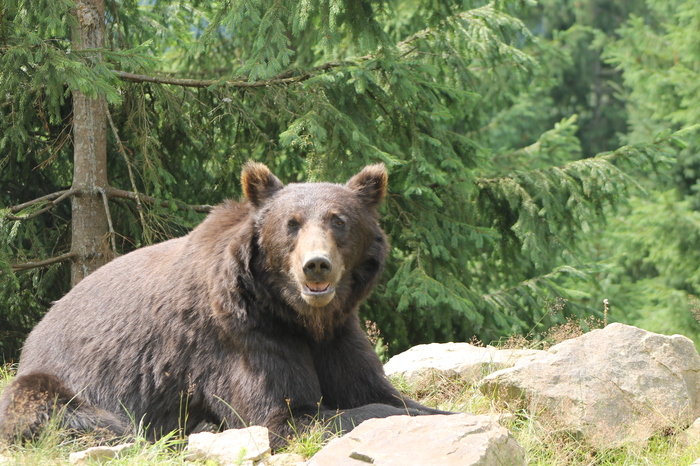 Preved! - My, Bear, Bears in the forest, clubfoot, The Bears