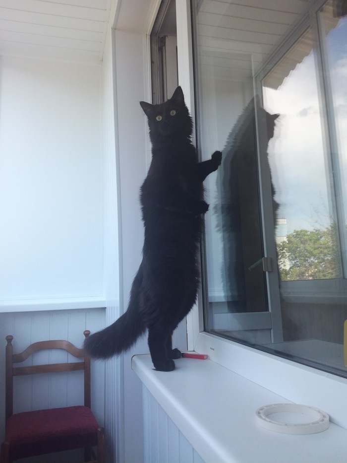 Просто кот на балконе