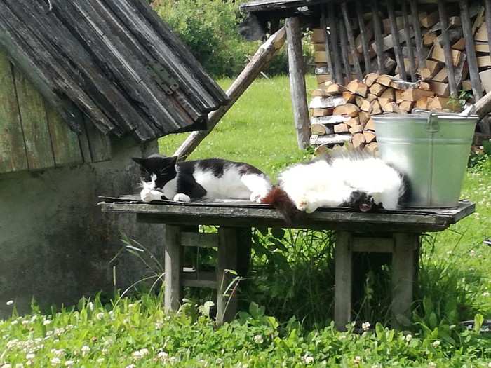 Someone is working now (including me), and someone is a cat) - My, Catomafia, Relaxation, Relax, cat