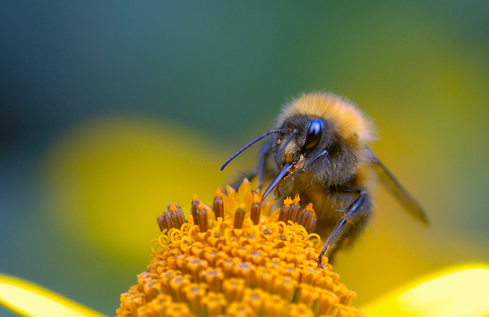 Shemale at work. - My, Bumblebee, Hymenoptera, Insects, Macro, The photo, Macro photography