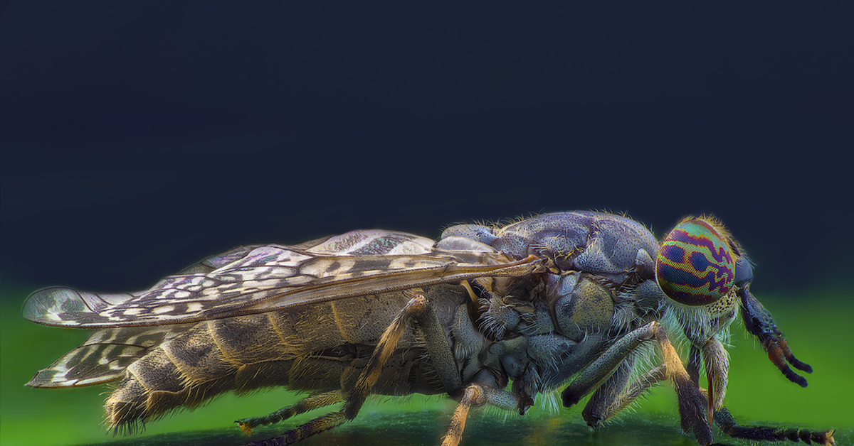 Слепни как защититься на природе. Слепень Tabanus chrysurus. Слепень златоглазка. Слепни (Tabanidae). Овод насекомое.