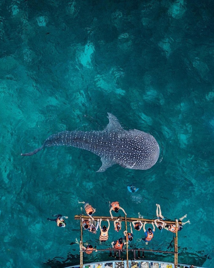 Attraction - The photo, Animals, Giants, Ocean, Shark