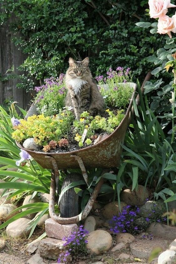 Guardian of the garden galaxy. - cat, Flowers, Garden, Cart
