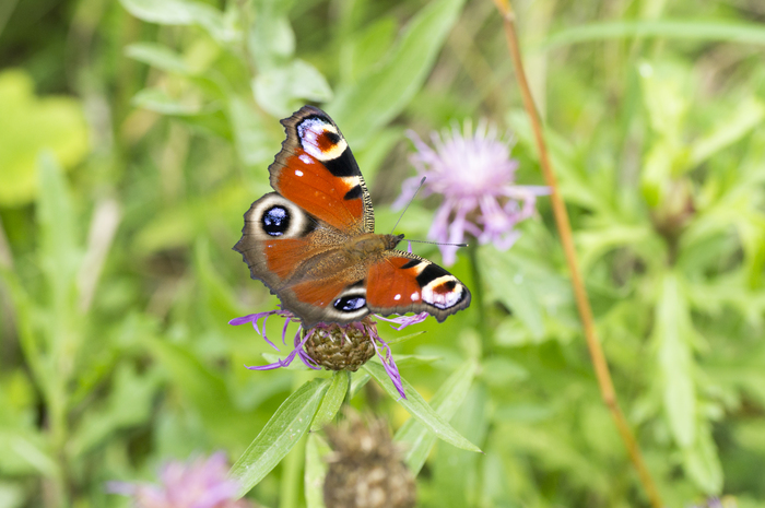 Do you love butterflies? I have them! - My, Macro, Insects, Butterfly, Sony alpha 580, , Longpost, Macro photography, Tamron