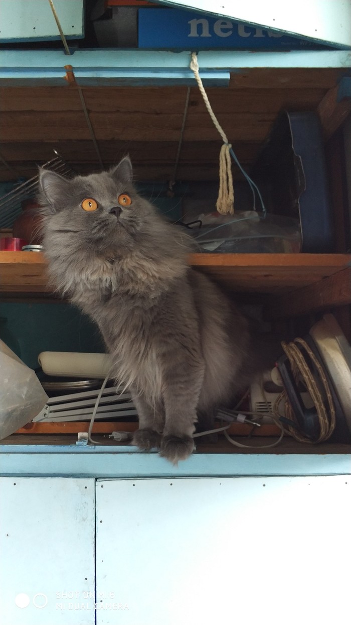 Just a cat on the balcony - Balcony, cat, My, Longpost