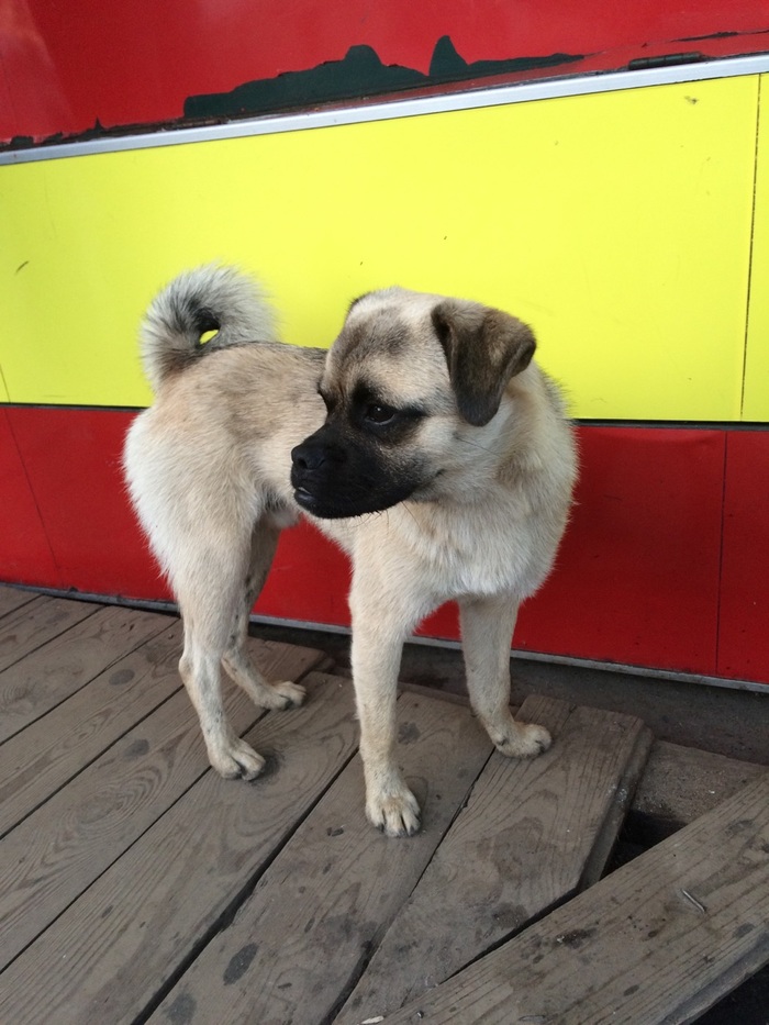 Someone misbehaved or what could happen after the World Cup ... - My, Dog, Pug, Cur, Hooligans, World championship