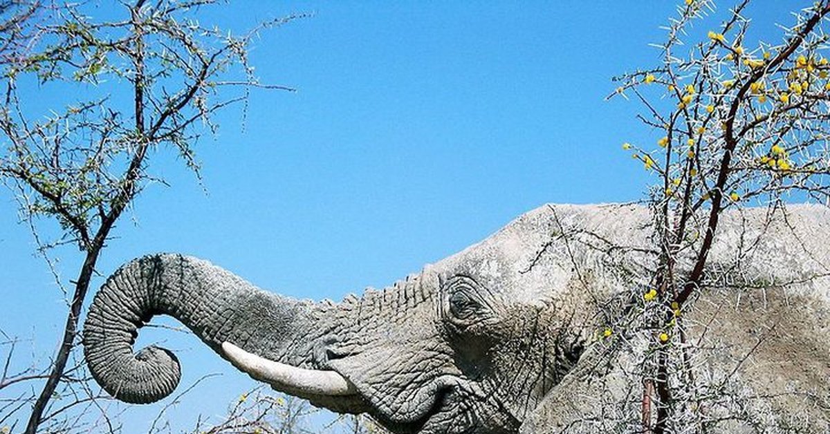 слониха самка. Elephant 6. Elephant 6. слоны умные животные. хобот.