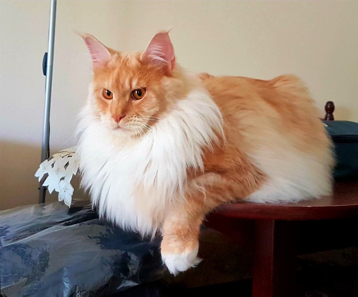 Home king of beasts - My, Maine Coon, cat, Redheads, Sight, Red muzzle, 