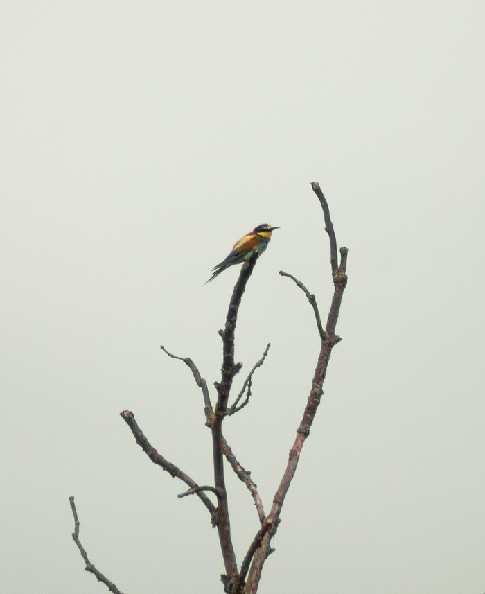 ���������� �����