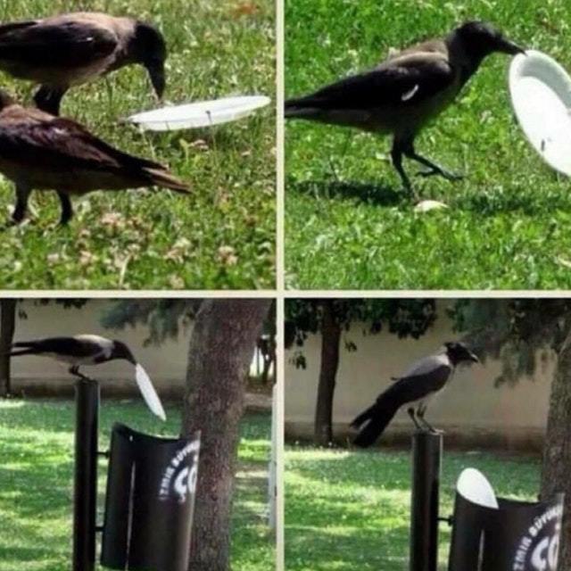 Birds for cleanliness - Reddit, Ecology