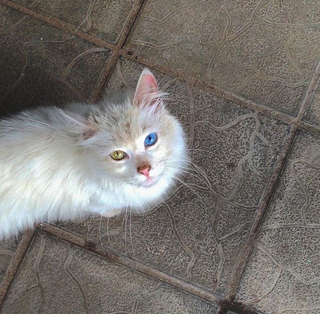 Meet the neighbor's cat (or cat) with a bewitching heterochromia of the eyes. - My, Heterochromia, cat, Eyes, Animals, Russia, Nature, beauty
