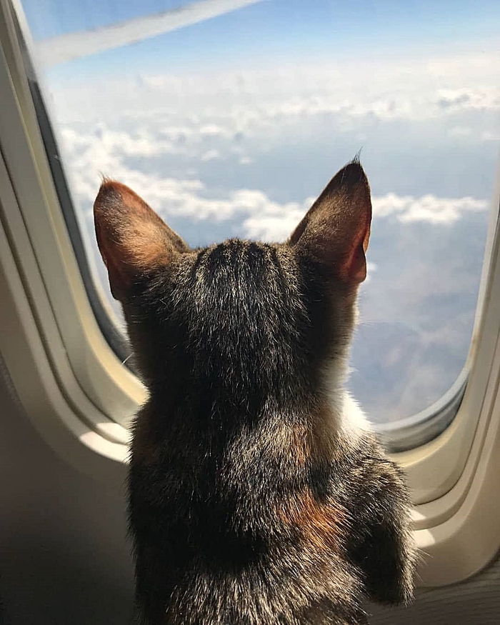 When you fly for the first time)) - My, cat, beauty, The photo, Beginning photographer, I want criticism, Height, View from the window, Airplane