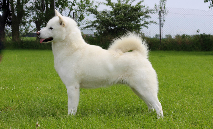 About breeds of dogs. - Dog, Dog breeds, Shikoku, Kai, Hokkaido, , Longpost