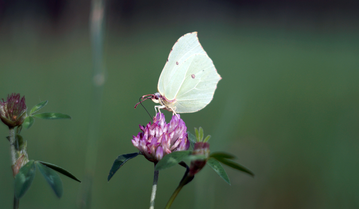 Бабочка VS Гелиос