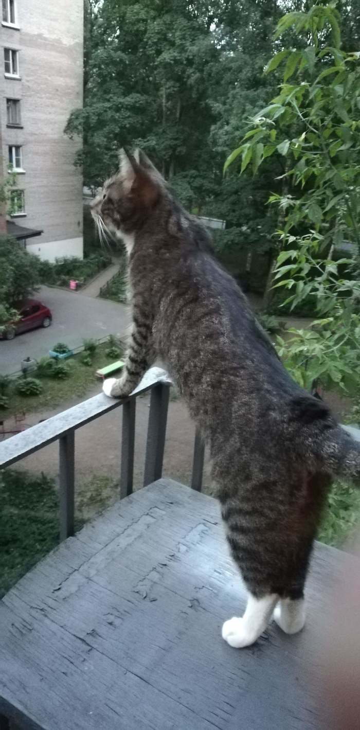 Koshak-hopak - My, cat, Balcony, Birds