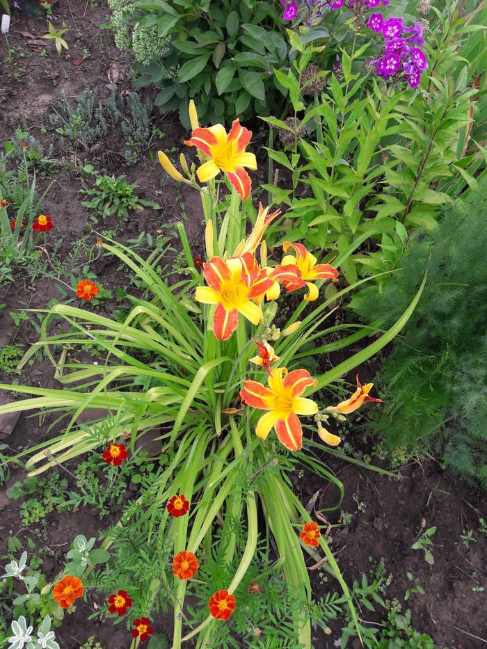 At the cottage 2 - Dacha, Summer, Flowers, Sunset, Longpost