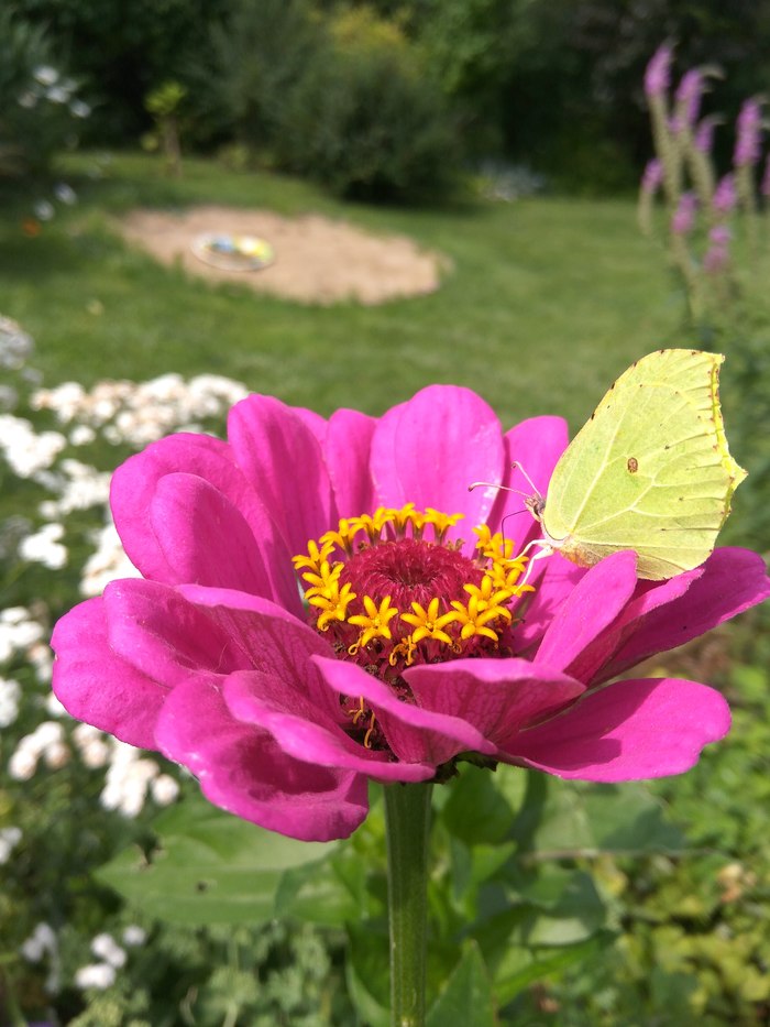 Nice - My, Flowers, Butterfly, Nature, beauty