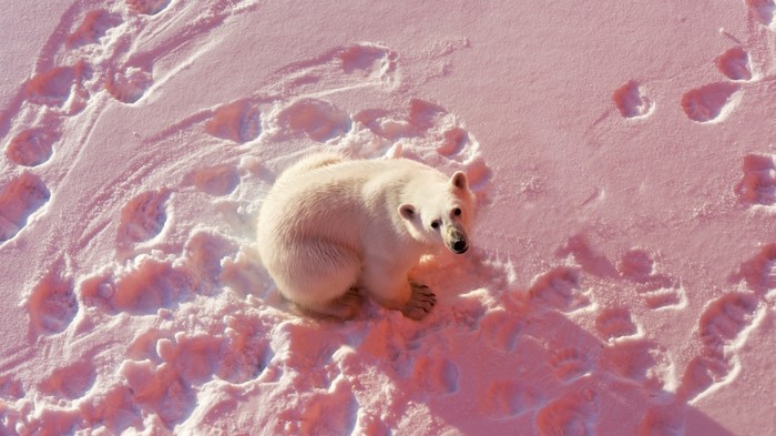 White bears - My, Arctic, Polar bear, Longpost, The photo