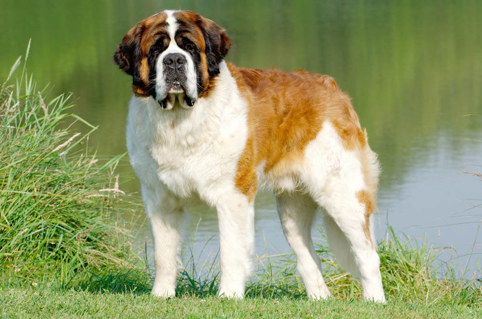 About breeds of dogs. - Dog, Dog breeds, St. Bernard, Longpost, Animals, Pets