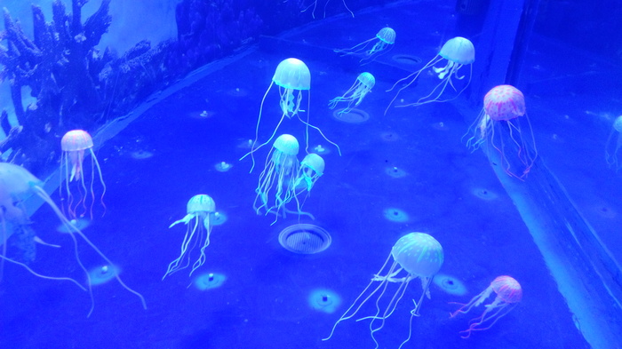 We are cheerful jellyfish - My, Jellyfish, Animals, Jellyfish