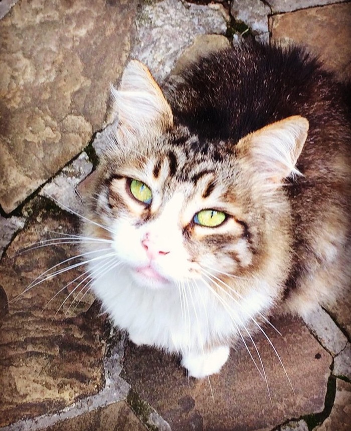 These eyes... - My, cat, Siberian cat, Catomafia, Fluffy, 