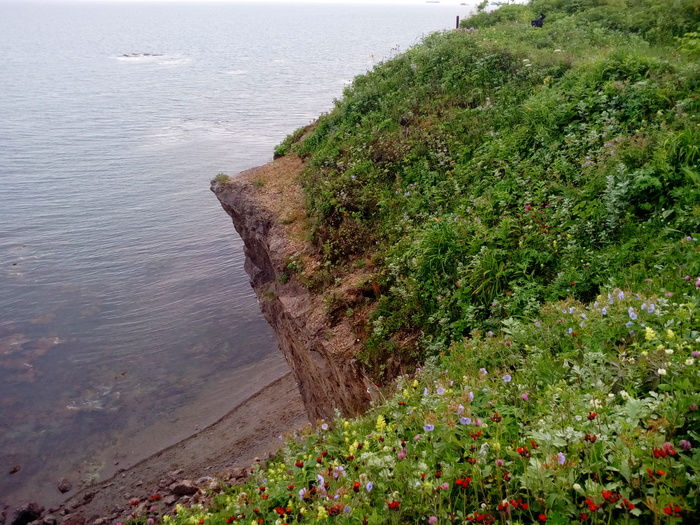 Sakhalin island. - My, Sakhalin, Nature, Longpost, Dog