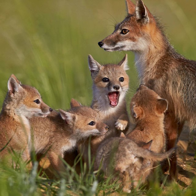 This is yaaaa! - Fox, Astonishment, Animals, Nature, Wildness, Milota, The photo