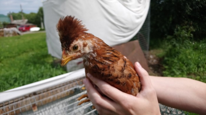 Chicken punk))) - My, Chickens, Pappus, Punk rock