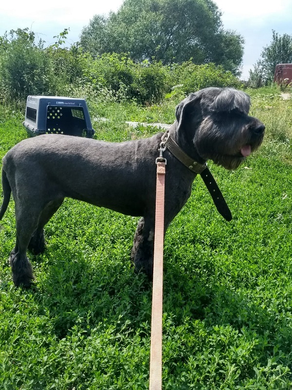 FPS asks for help. - , Schnauzers, Miniature schnauzer, Giant schnauzer, Dog, , Longpost