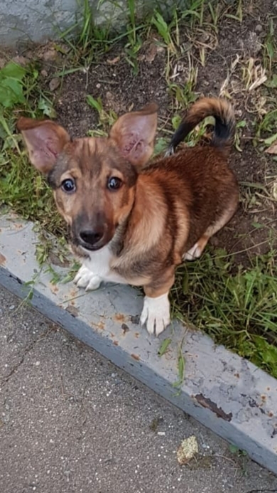 Found a puppy near the metro station Nakhimovsky Prospekt, Moscow. - My, Mestizo, Found