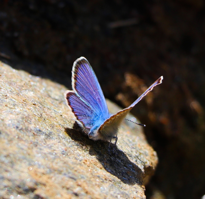 A little butterfly in the ribbon - My, Butterfly, Animals