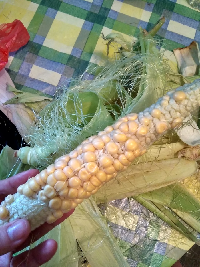 WTF? - My, Corn, Dinner, tell, Сельское хозяйство, Question