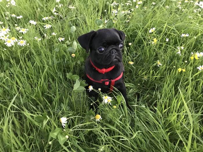 The first time Matilda went outside... - My, Pug, Dog, Milota, Matilda, Walk, Nature, The photo