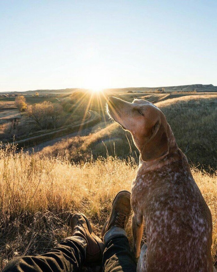 The happy life of Maddie traveling with her master. - Dog, Travels, Happiness, Longpost