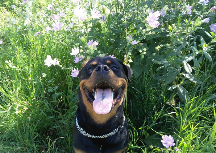 A little summer and a Rottweiler in your feed - My, Dog, Photogenic, Joy, Summer, Rottweiler