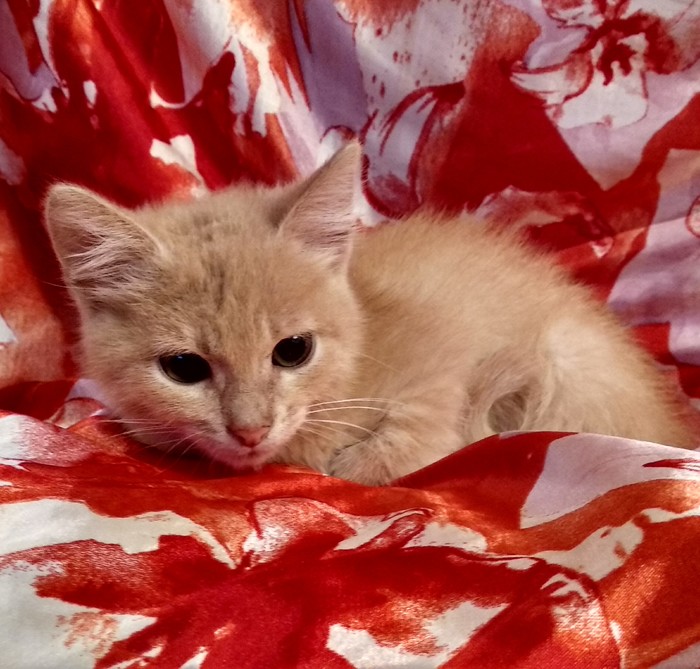 We are looking for a home for our little one. In good hands kitten. - My, Looking for a home, Kittens, Catomafia, Longpost, cat, In good hands, 