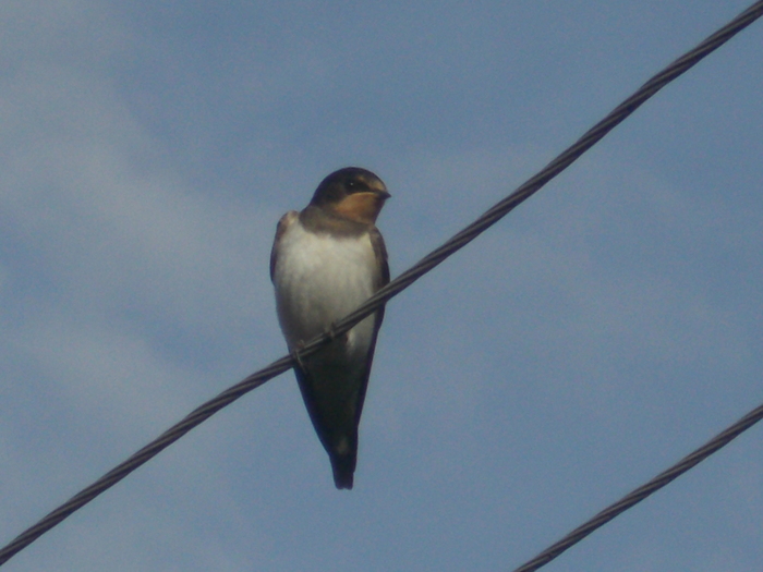 Family of barn swallows - My, Birds, , Observation, Meeting, The photo, Cell, Longpost