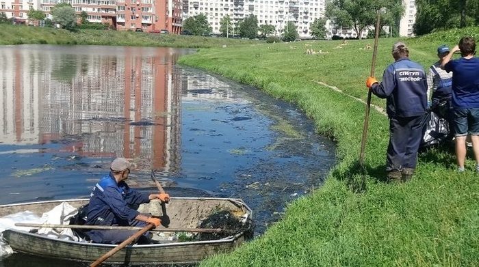 Residents of Veteranov Avenue threatened by deadly cyanide St. Petersburg - , Saint Petersburg, Ecological catastrophy, Longpost