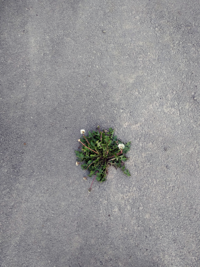 Everyone wants to live. Dandelion in the asphalt. - My, The photo, Story, A life, Plants, Dandelion