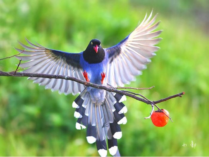 Mmm, my berry! - From the network, Birds, wildlife, Longpost