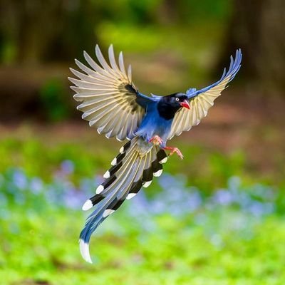 Mmm, my berry! - From the network, Birds, wildlife, Longpost