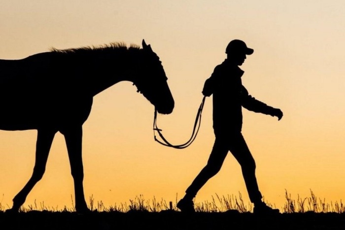 In Kabardino-Balkaria, a foreigner who was on the federal wanted list stole a horse and foal - Kabardino-Balkaria, Horses, Caucasus, Ncfo, , Иностранцы, news