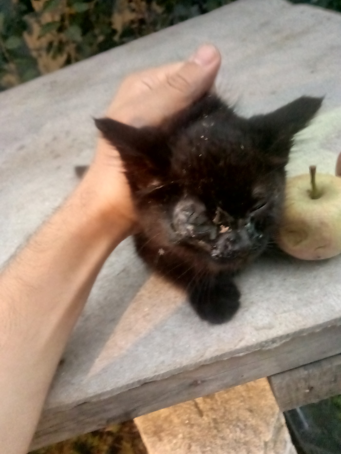 How to help a cat? - My, Help, cat, Wound, Pus, Minsk, Helping animals, Republic of Belarus