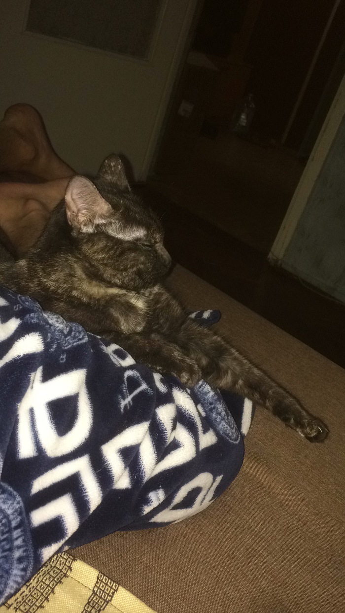 Как научить кошку к вычёсыванию ?