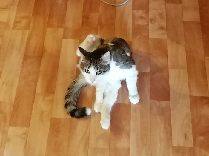 Кошачьей власти пост