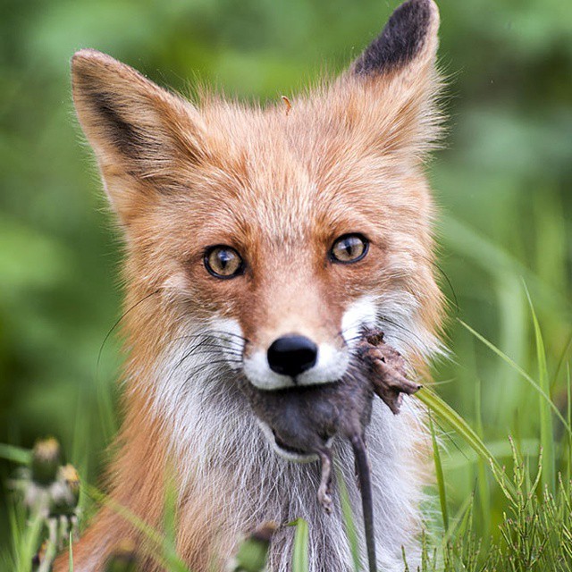 Return from a successful hunt :) - My, Kamchatka, Fox, Animals, The photo