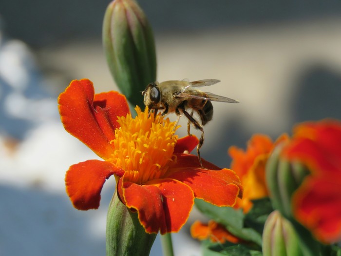 flower fly or hoverfly. - My, Flowers, hoverfly, Муха