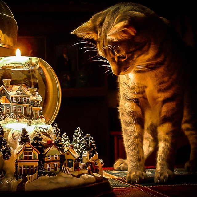 Catzilla is watching! - cat, Animals, Lamp character, Observers, Homemade