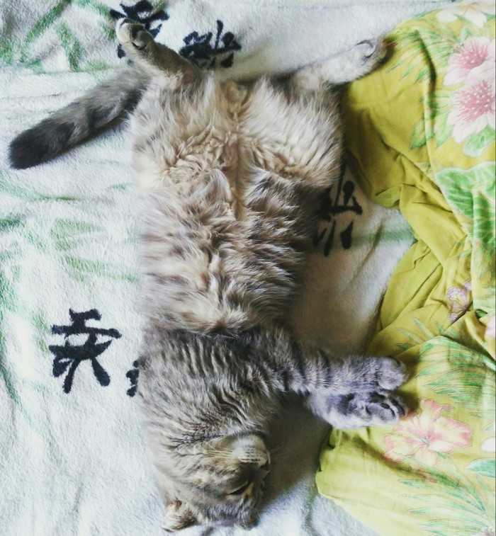 The most comfortable positions for sleeping :) - My, cat, Dream, Nicely, Catomafia, Pet, 